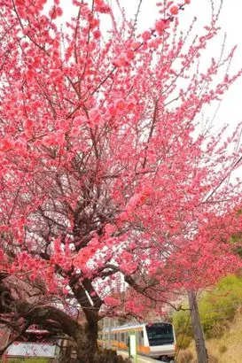 石神前駅（青梅市）周辺にある心療内科・メンタルクリニック